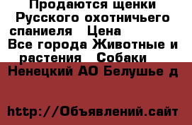 Продаются щенки Русского охотничьего спаниеля › Цена ­ 25 000 - Все города Животные и растения » Собаки   . Ненецкий АО,Белушье д.